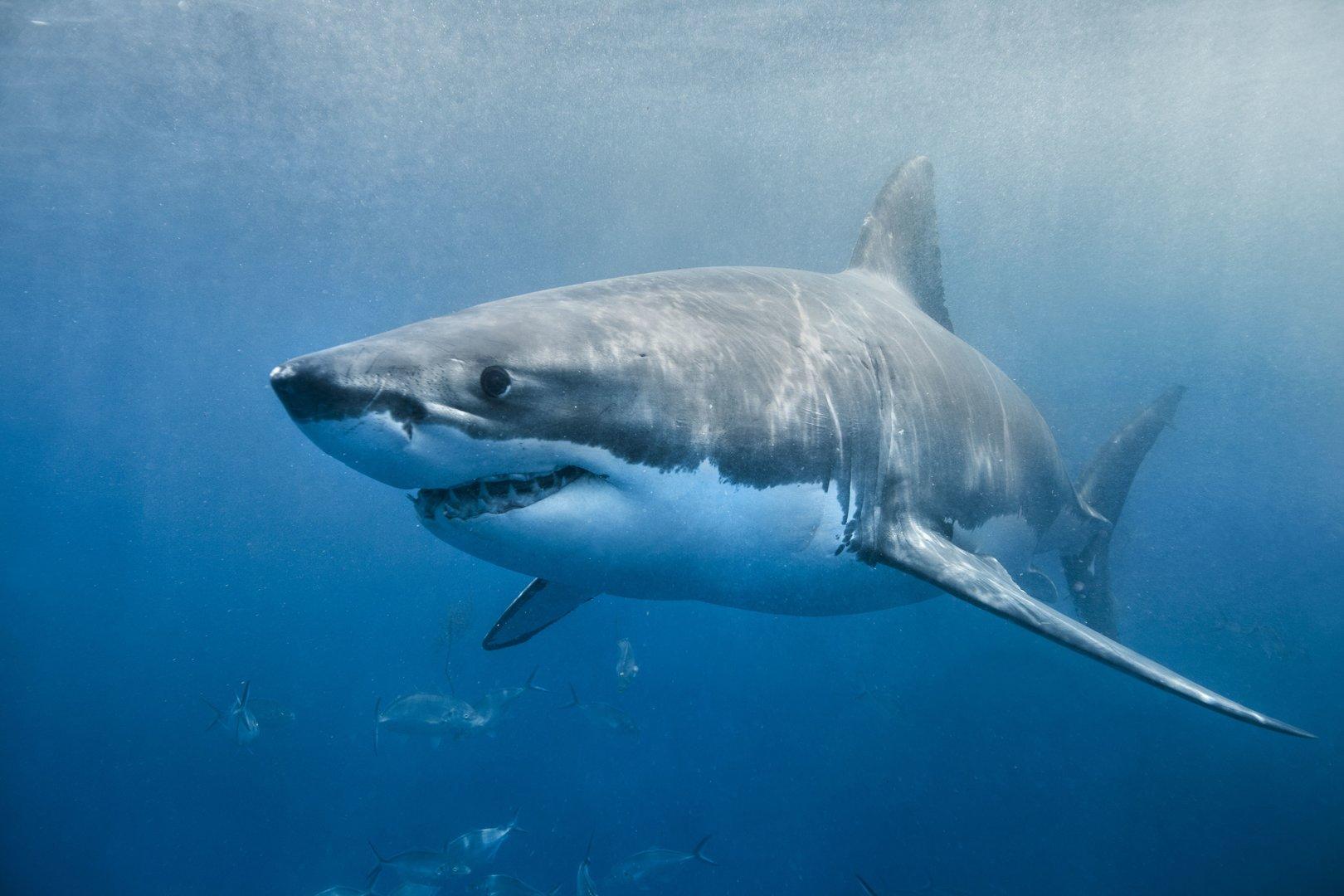 Südafrika: Weißer Hai tötet Frau in hüfthohem Wasser