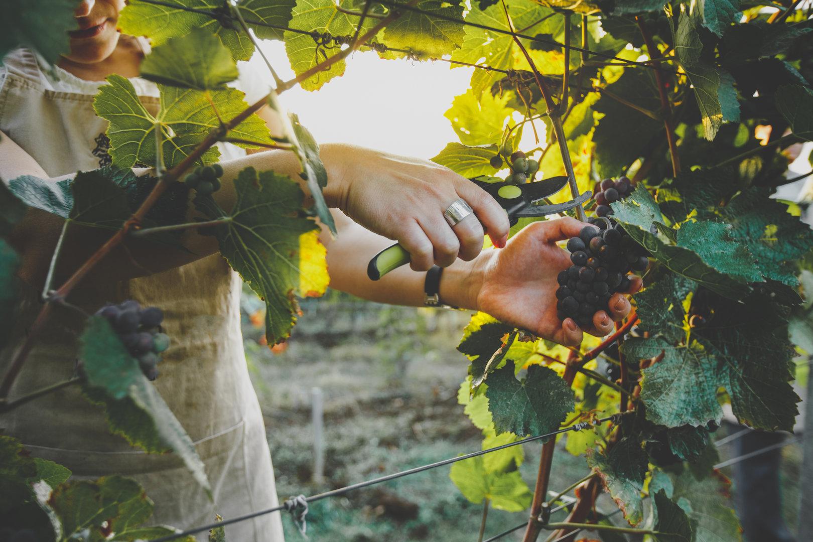 Studie aus Krems schenkt reinen Wein ein: Kein Bedarf an Nachhaltigkeit