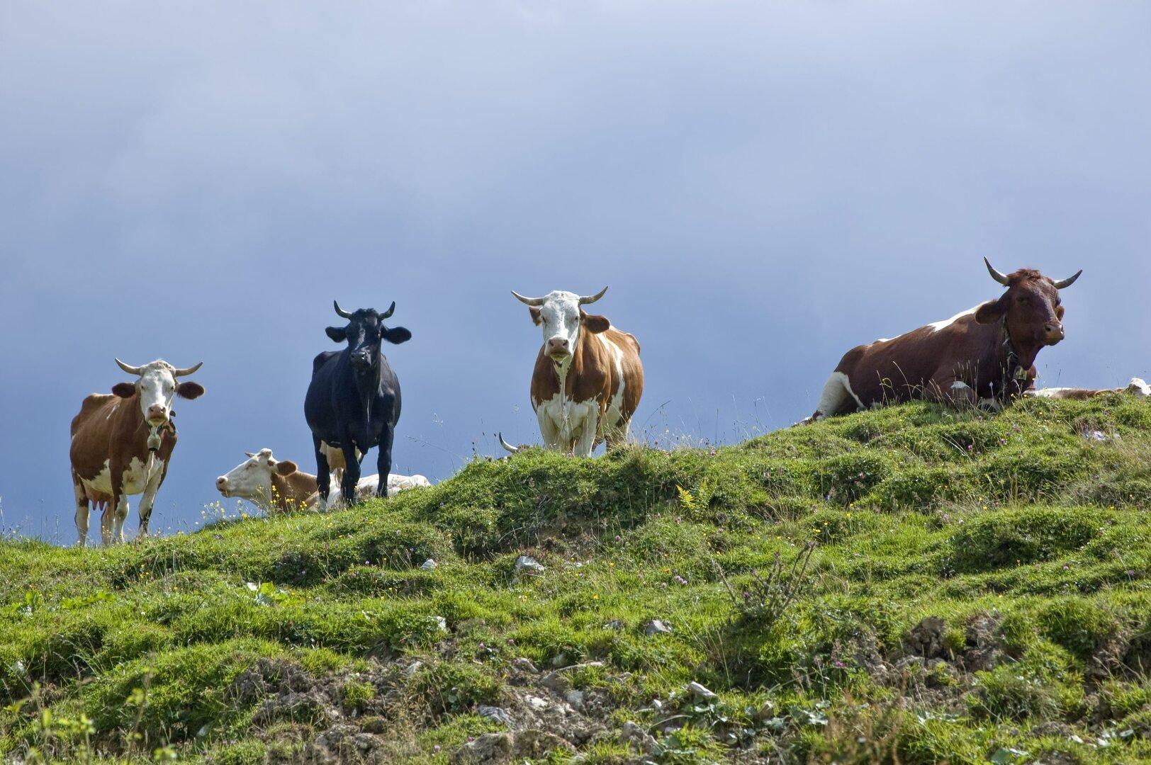 Kuh verletzte Touristin in Tirol mit Horn