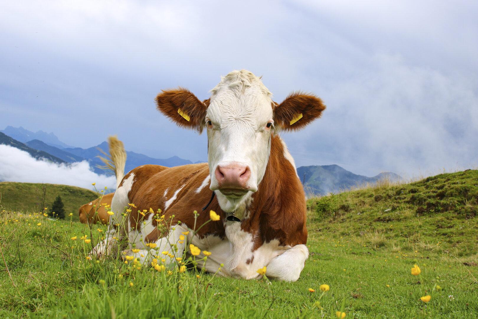 Kuh attackierte Landwirt im Salzburger Pongau