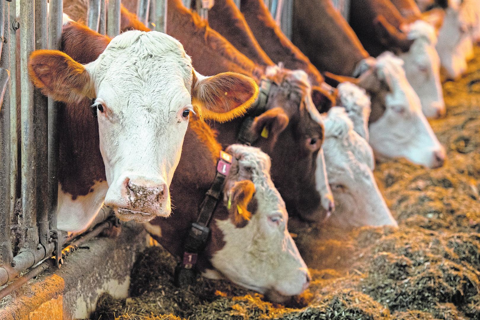 Debatte über Tierwohl gefährdet die Milchexporte
