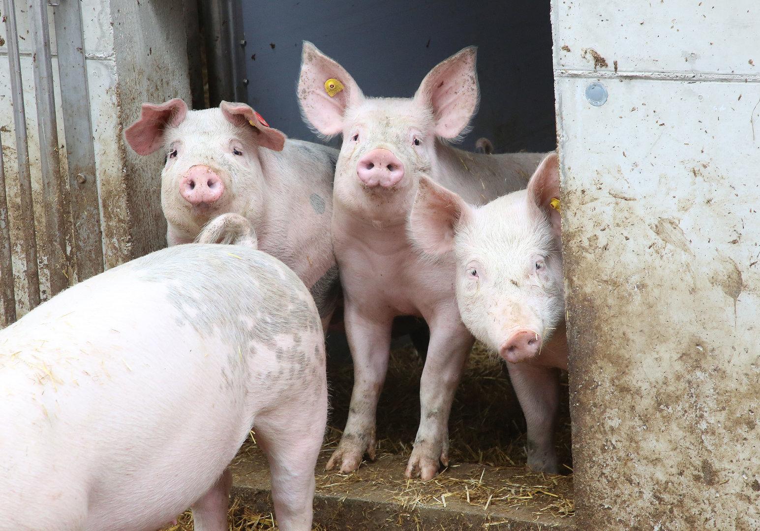 Aus für Vollspaltenböden: Schweinebauern attackieren die Grünen
