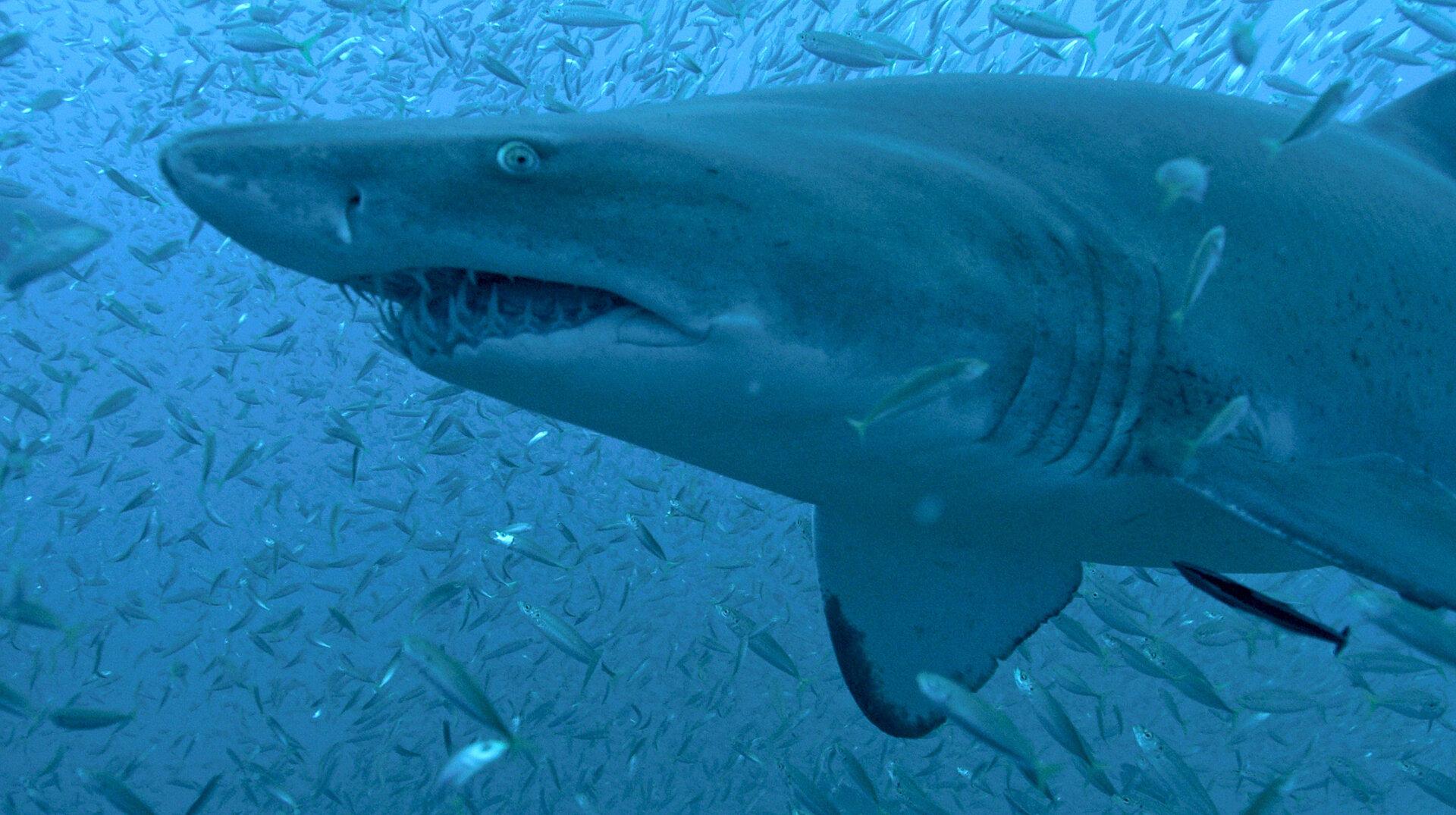  80 Millionen Haie kommen jährlich durch Jagd ums Leben