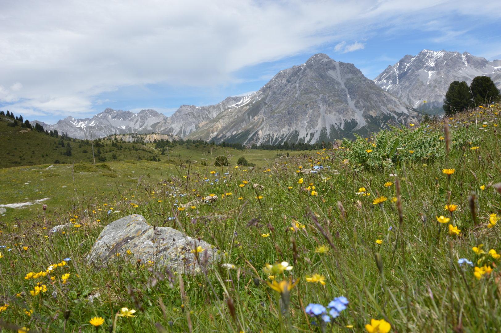 Daten aus dem All beweisen: Die Alpen werden immer grüner