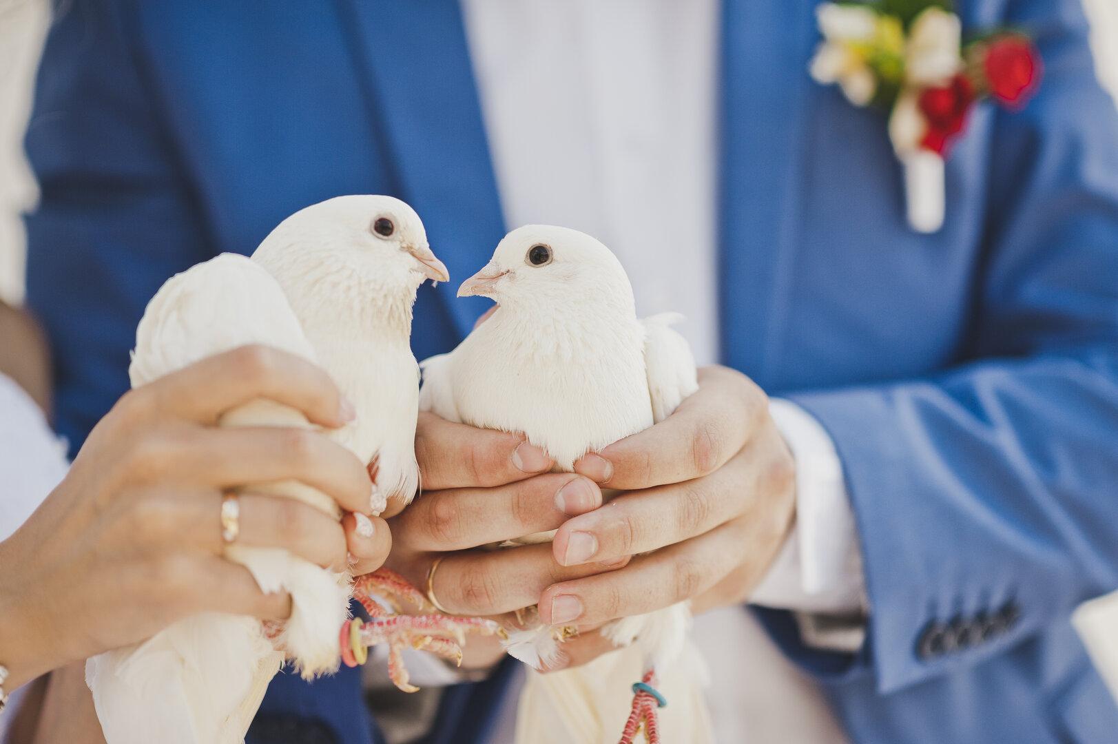 Hochzeitstauben: Warum so viele weiße Tauben auf der Strecke bleiben