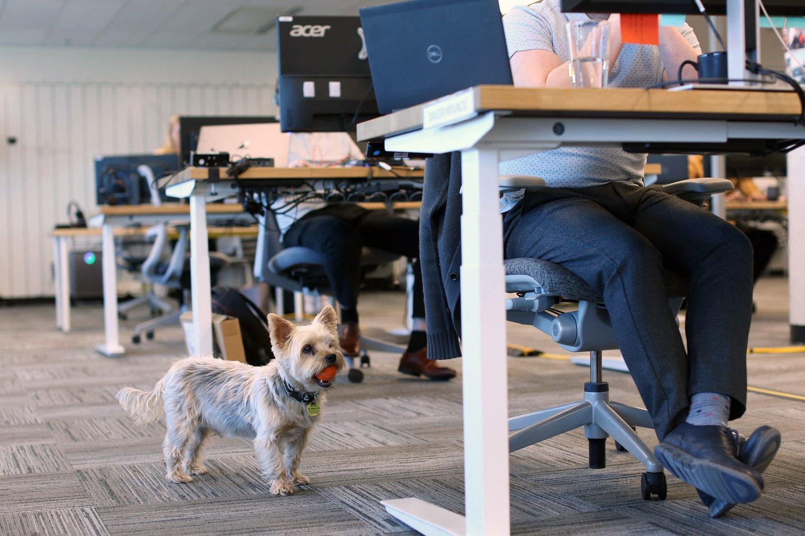 Was für und was gegen einen Hund am Arbeitsplatz spricht