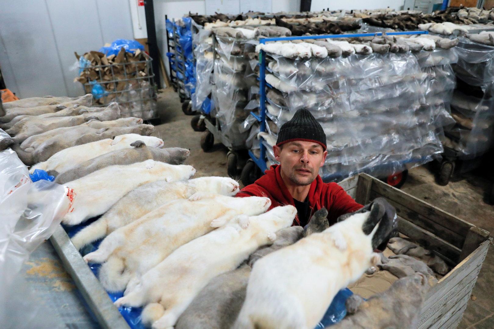 Povilas Kopica, a seasonal worker from Lithuania, loads dead mink onto racks at Danpels, a mink pelting company, in Aars