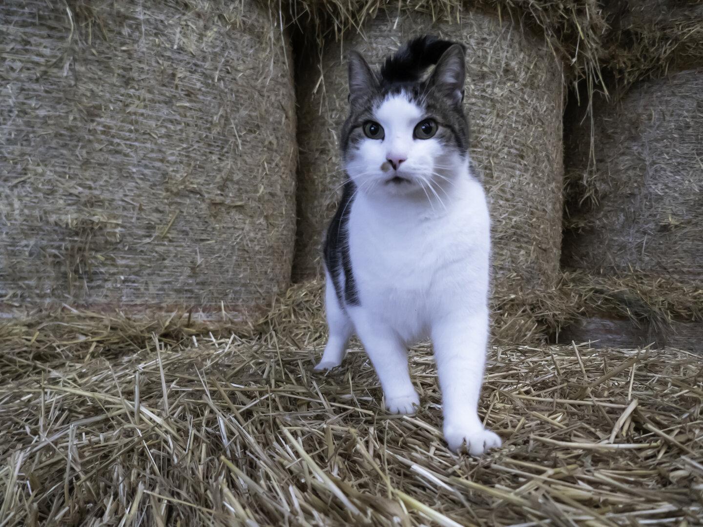 Katzen weckten Ehepaar in brennendem Bauernhof in Vorarlberg