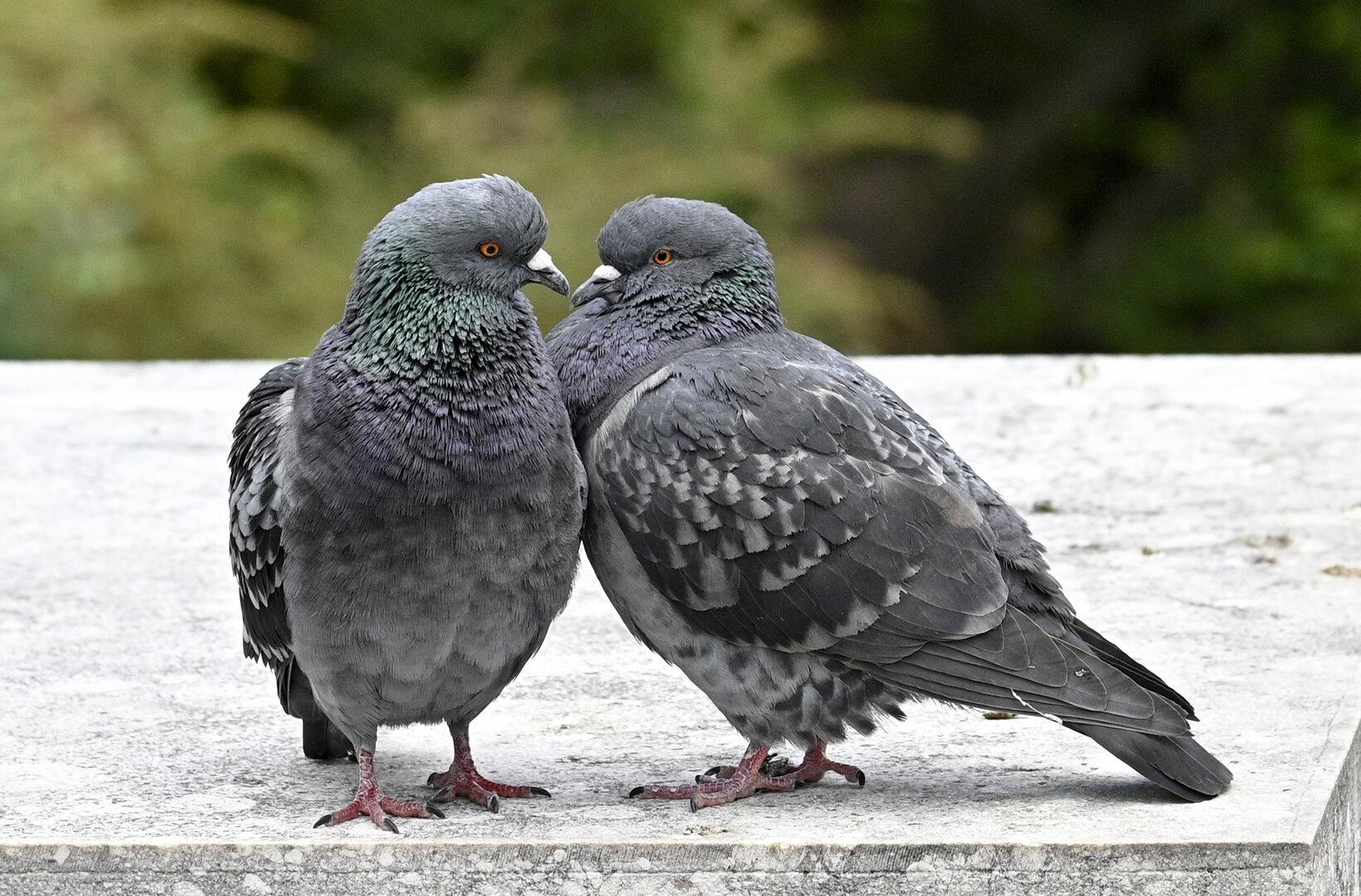 Atypische Geflügelpest: 40 Tauben in Oberösterreich getötet