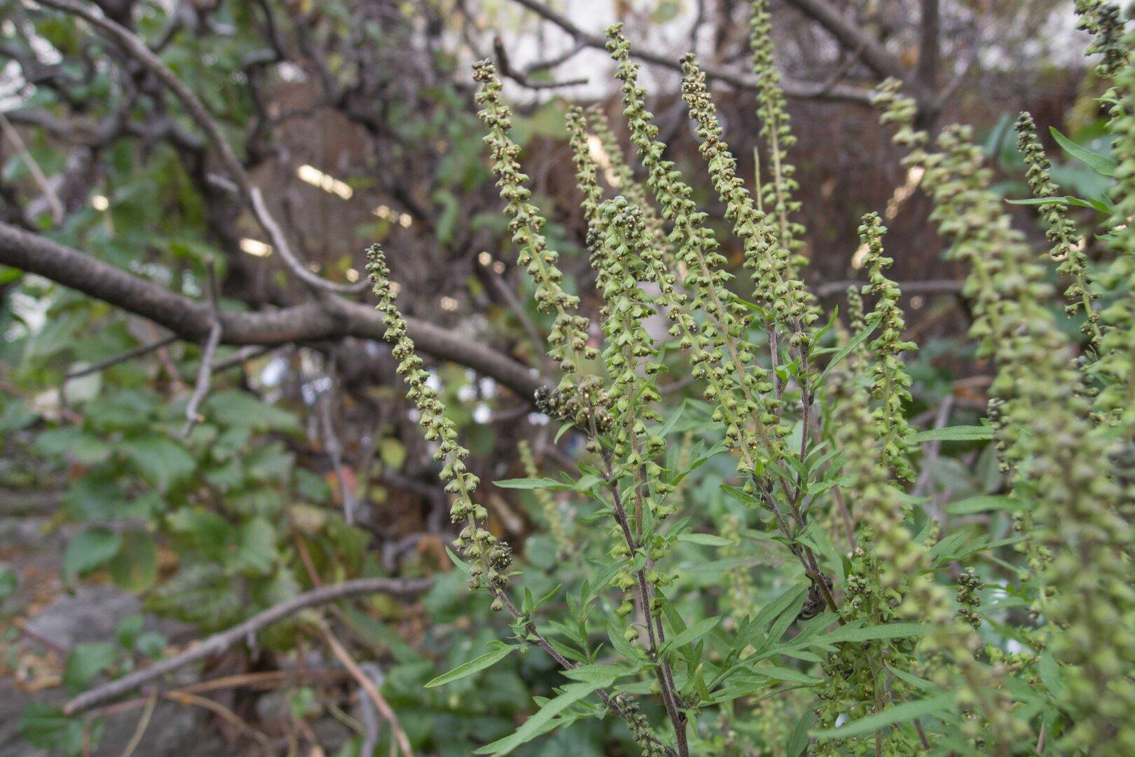 Pollensaison gestartet: Beifuß und Ragweed belasten Allergiker