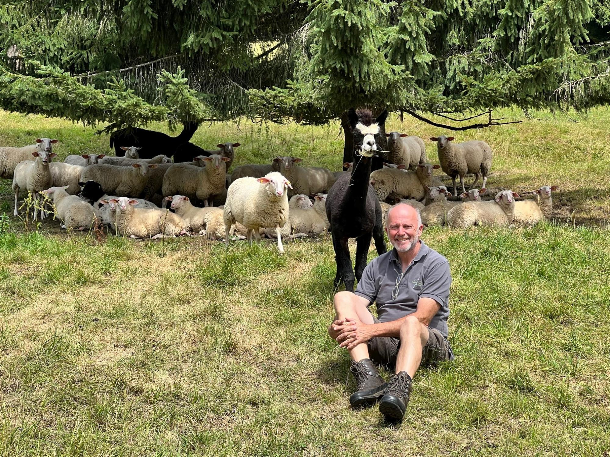Salzburg: Alpakas konnten Herde nicht beschützen