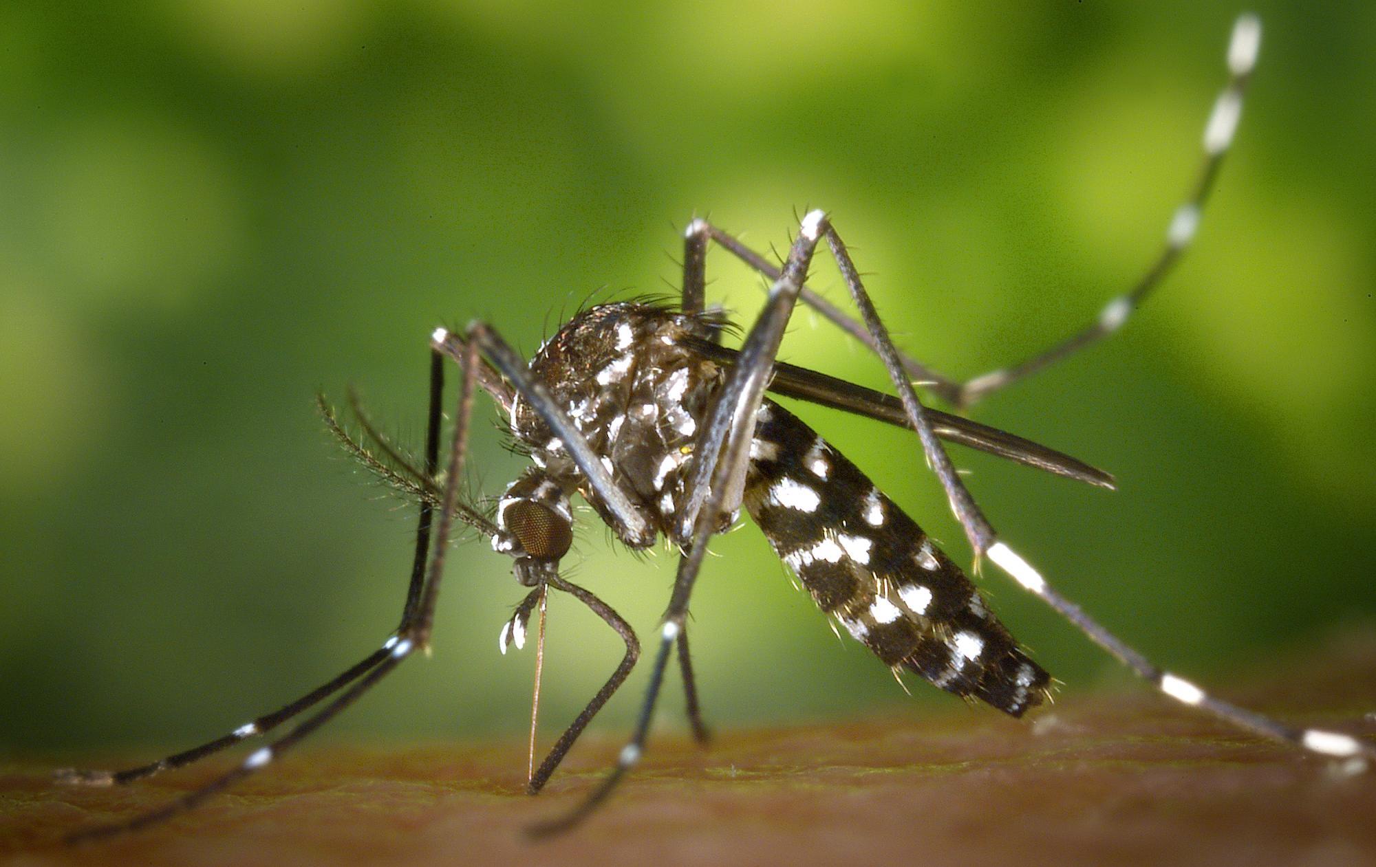 Reisekrankheit Chikungunya: Erster Impfstoff in Europa zugelassen