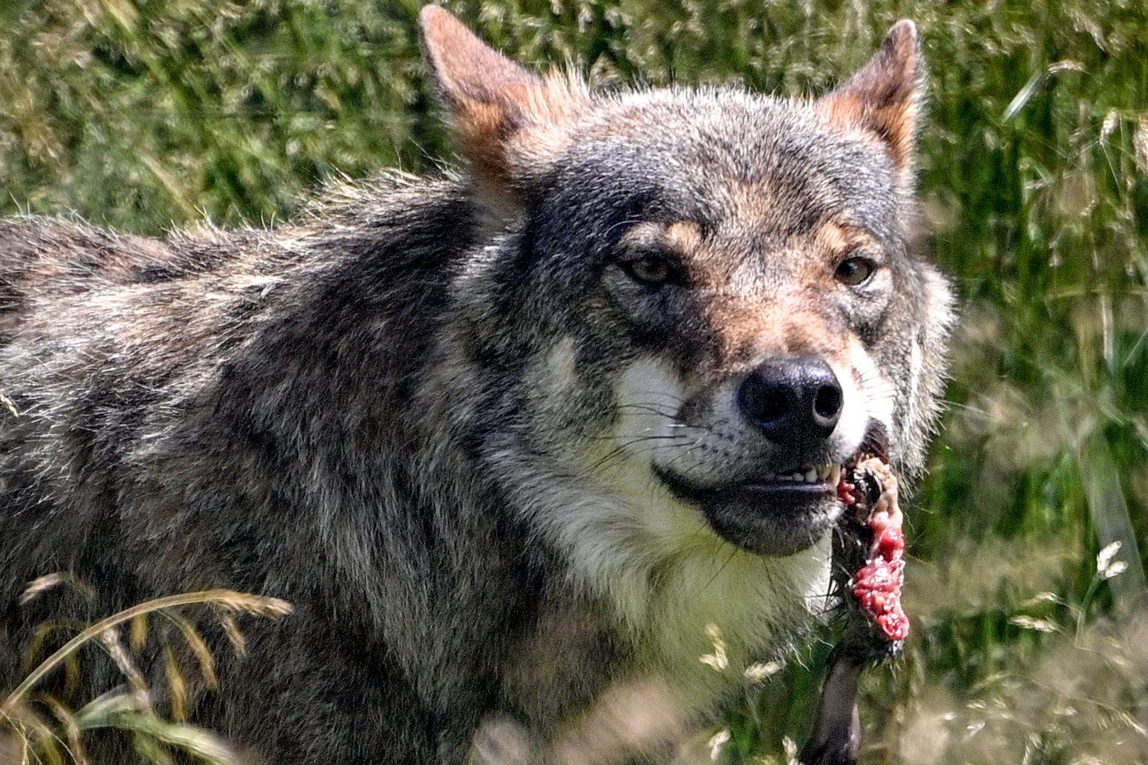 Grey Wolf in Germany