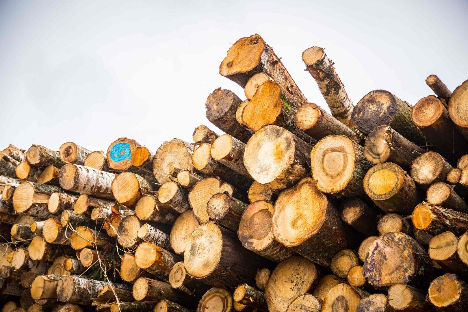 Massive Missstände enthüllt: Umwelt-Labels für illegales Holz