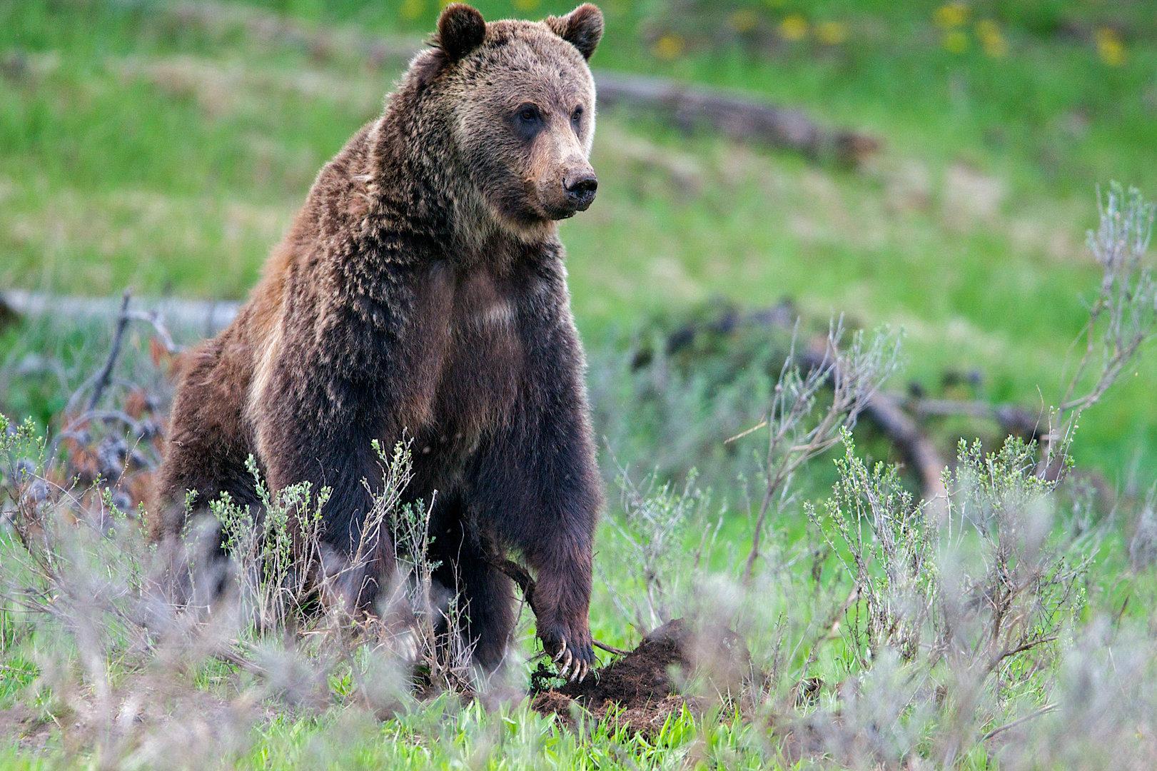 Bär in Österreich von Wildtierkamera aufgezeichnet