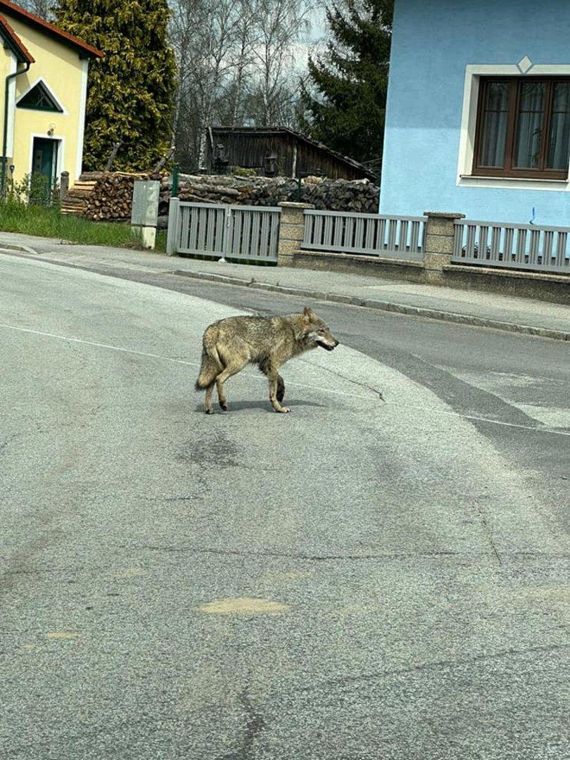 Wolf spazierte durch Ortschaft im Waldviertel: Abschuss wird geprüft