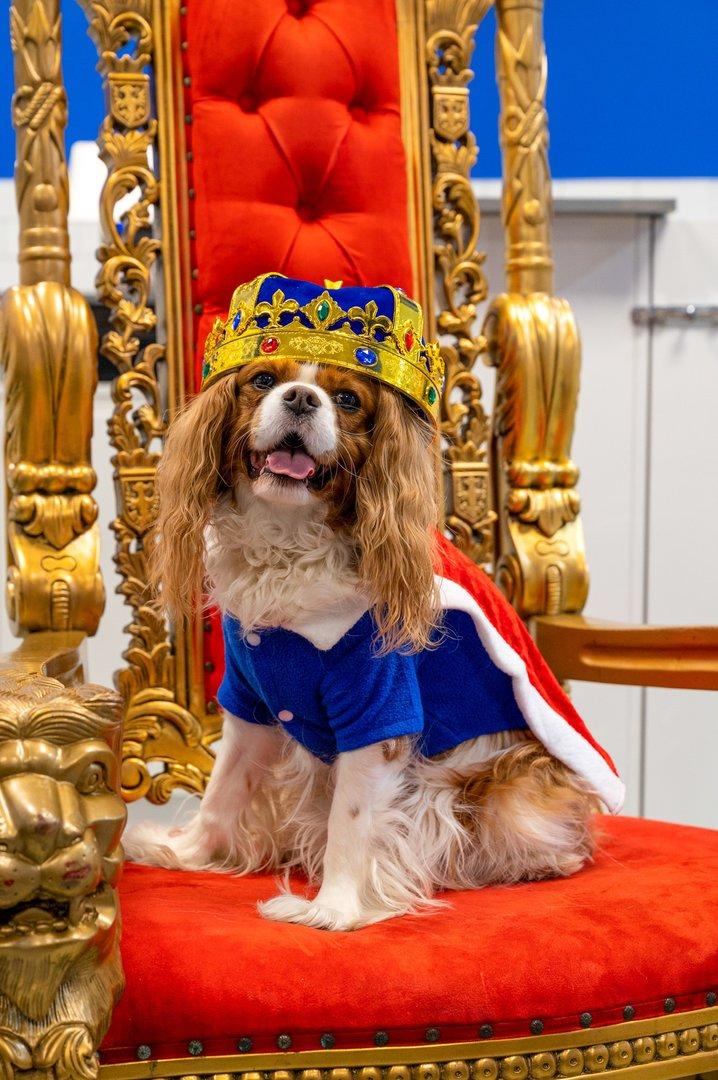 Dieser Hund ist derzeit König in England