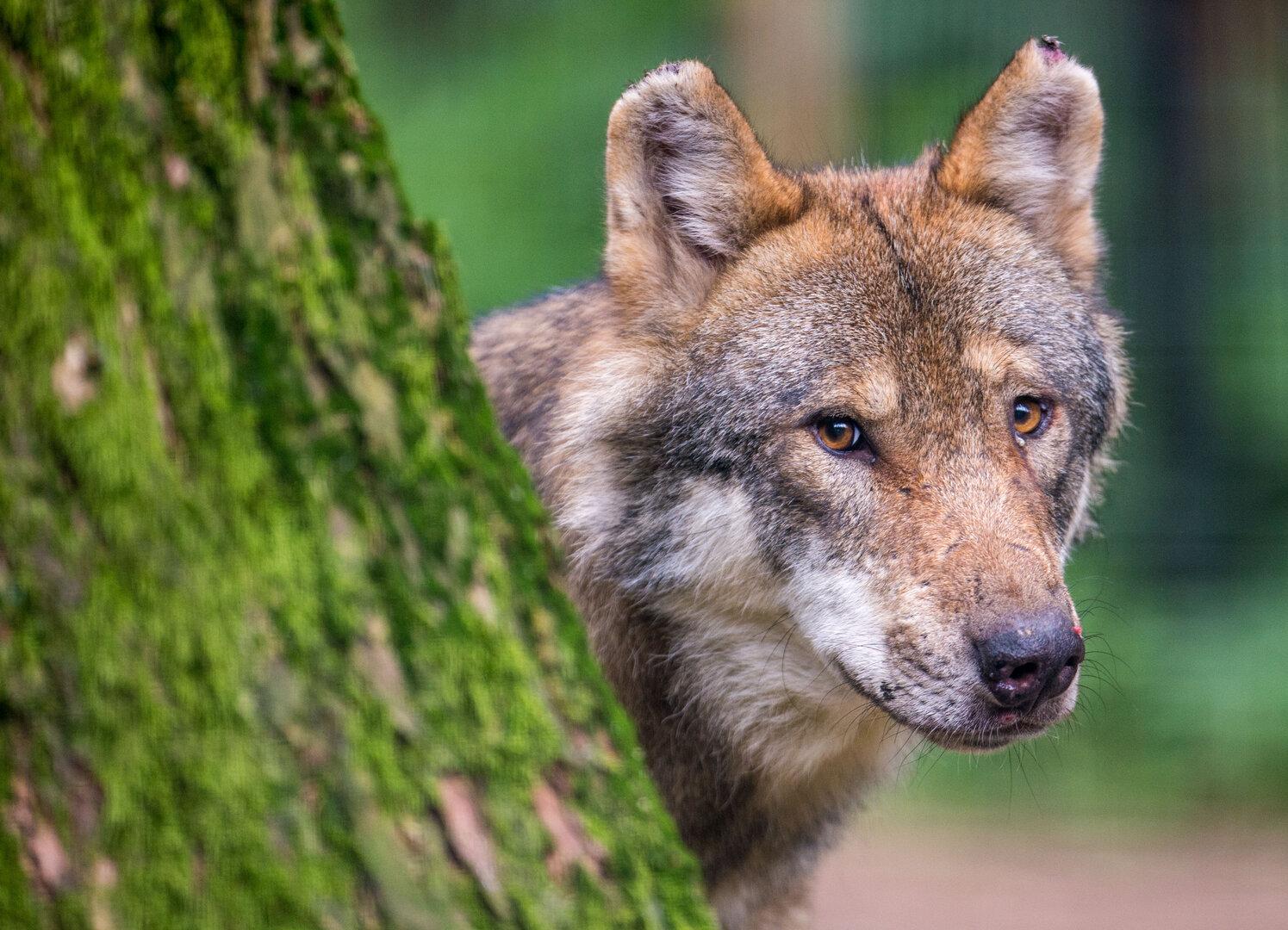 Wieder Wolf in Oberösterreich in der Nähe von Kindern