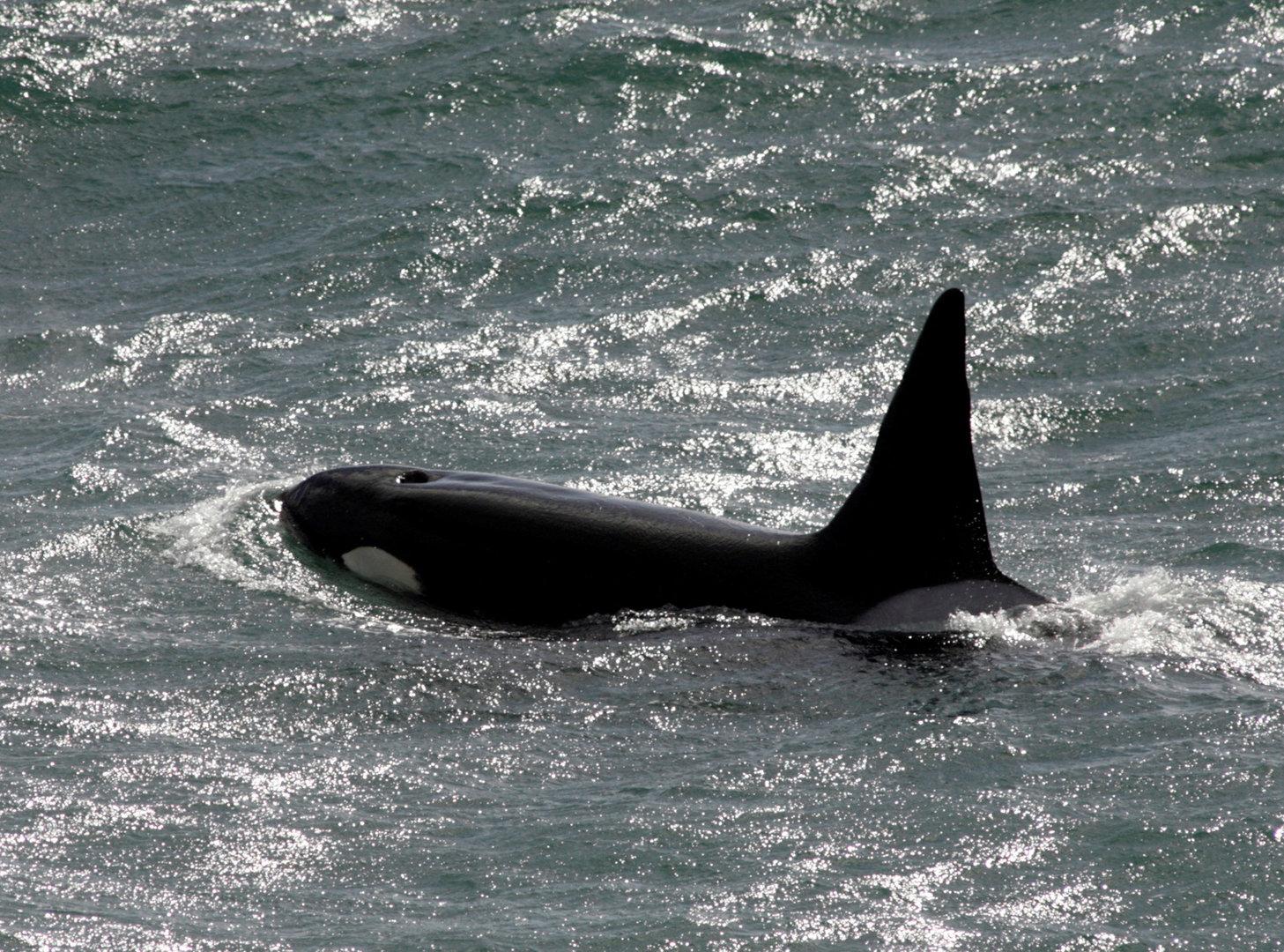 Vor der Küste Marokkos: Orcas versenken 15 Meter Segeljacht