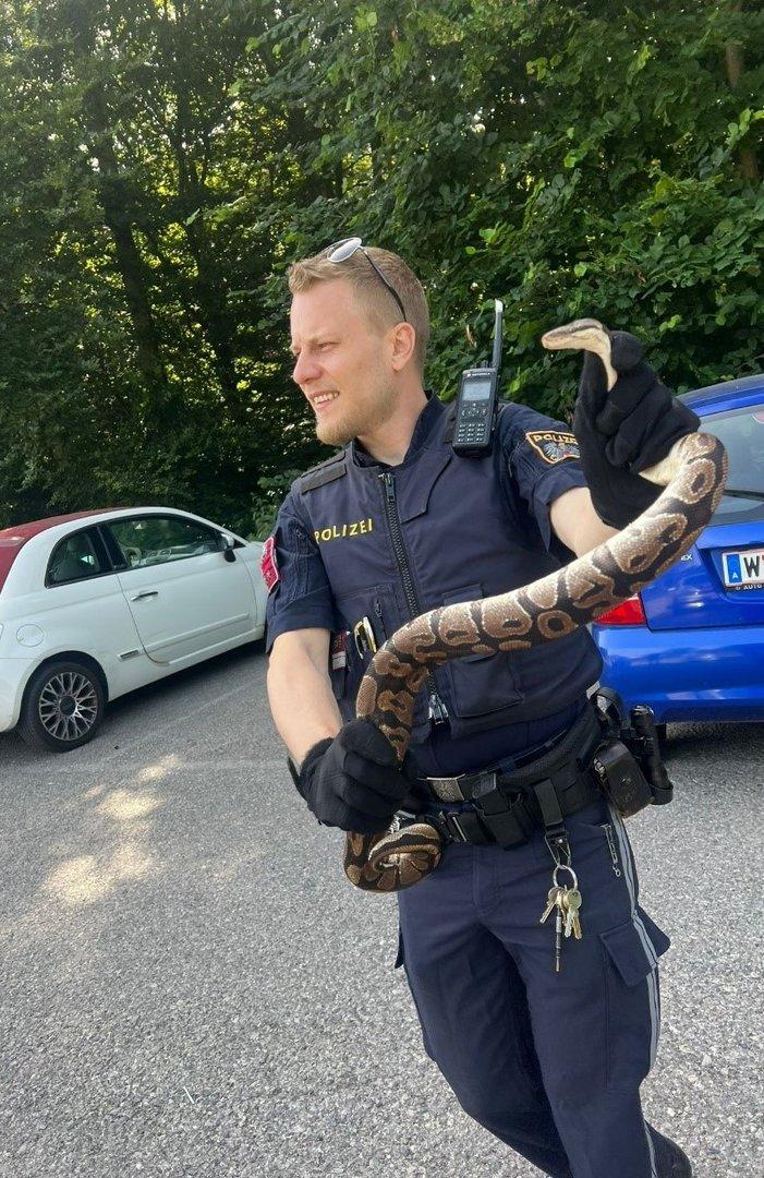 Wiener Polizisten fanden Königsypython auf einem Parkplatz