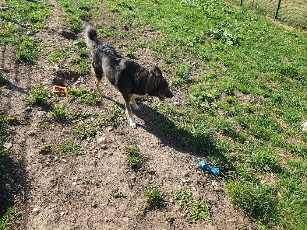 In Badezimmer ohne Versorgung eingesperrte Hunde in OÖ entdeckt