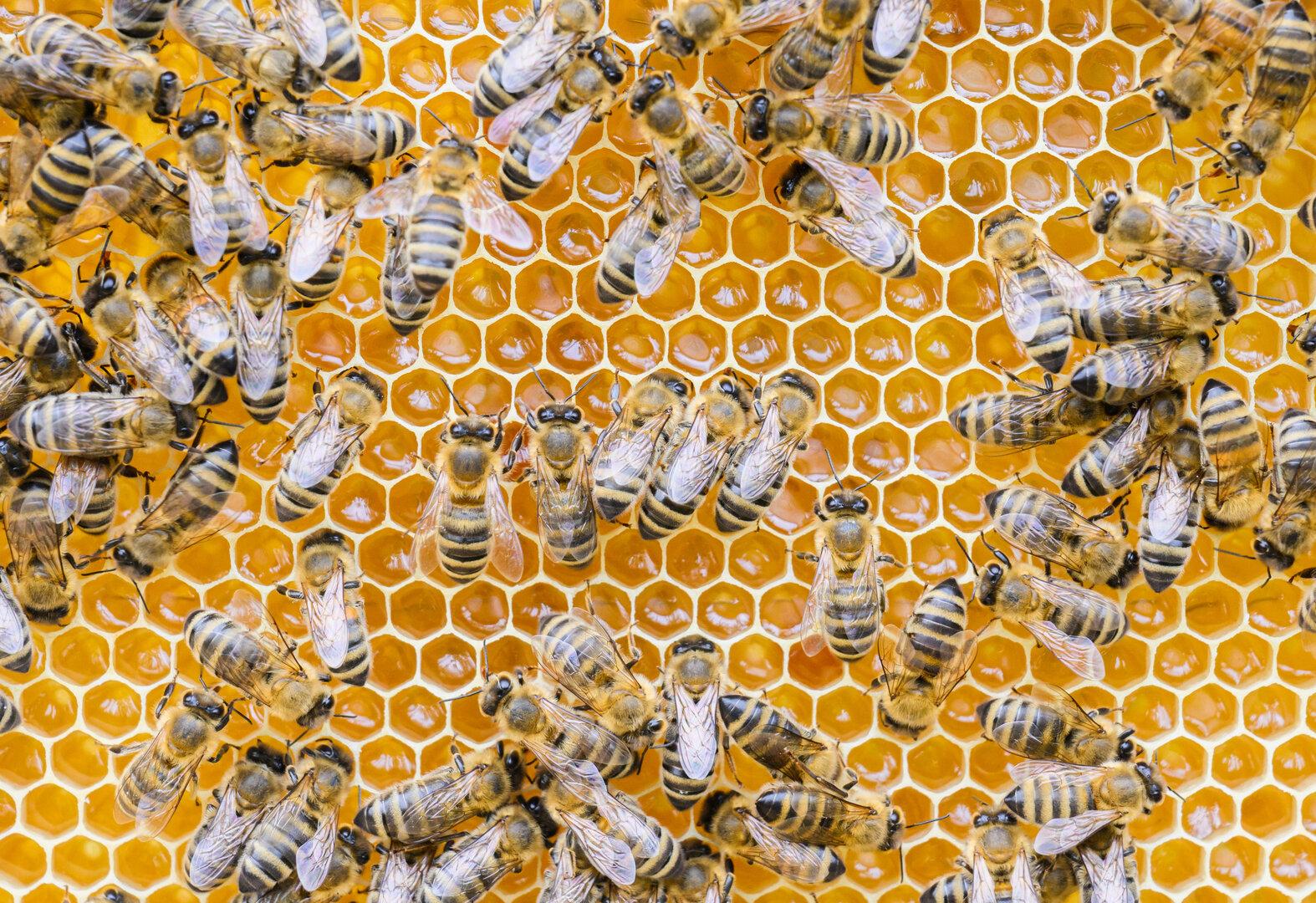 Imkerei in Wien: Erstes Bienenfest am Maria-Theresien-Platz
