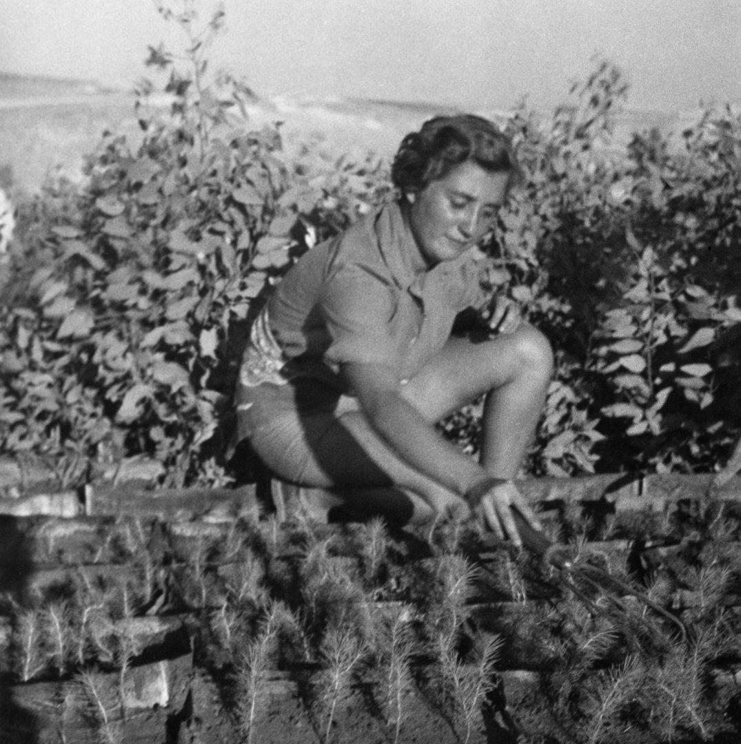In der Baumschule von Ramat Rachel, Foto