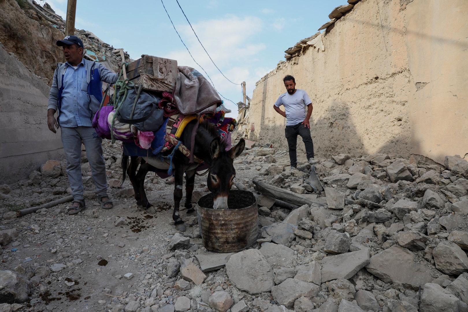 Retter auf vier Hufen: Wie die Esel nach dem Erdbeben halfen