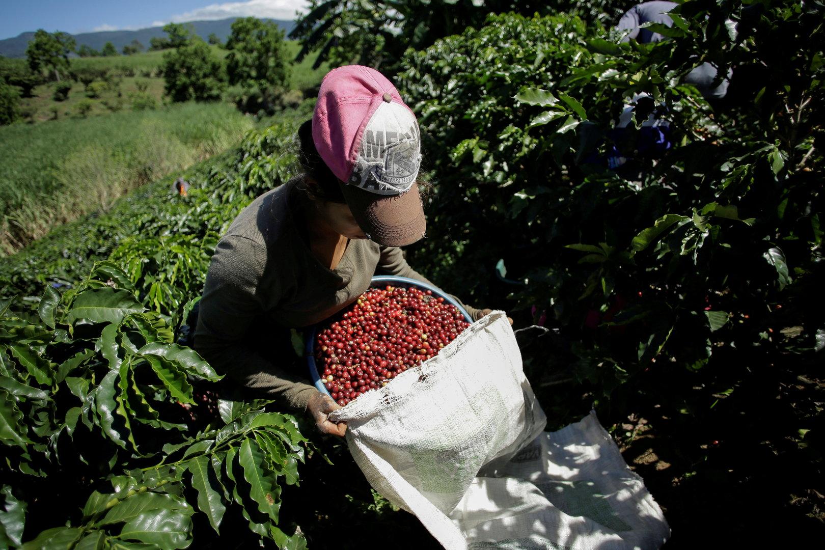 EU-Lieferkettengesetz: Kaffeehändler zieht sich aus Äthiopien zurück