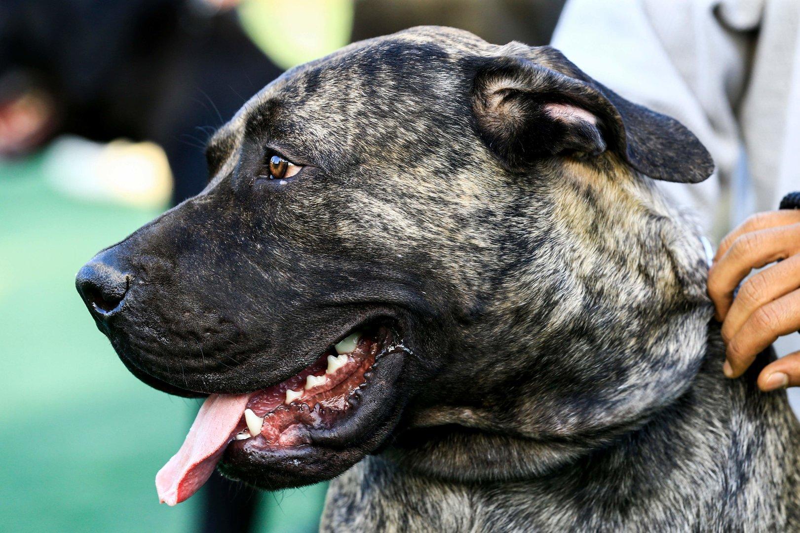 Ein Hund der Rasse Mastiff zeigt seine Zähne.