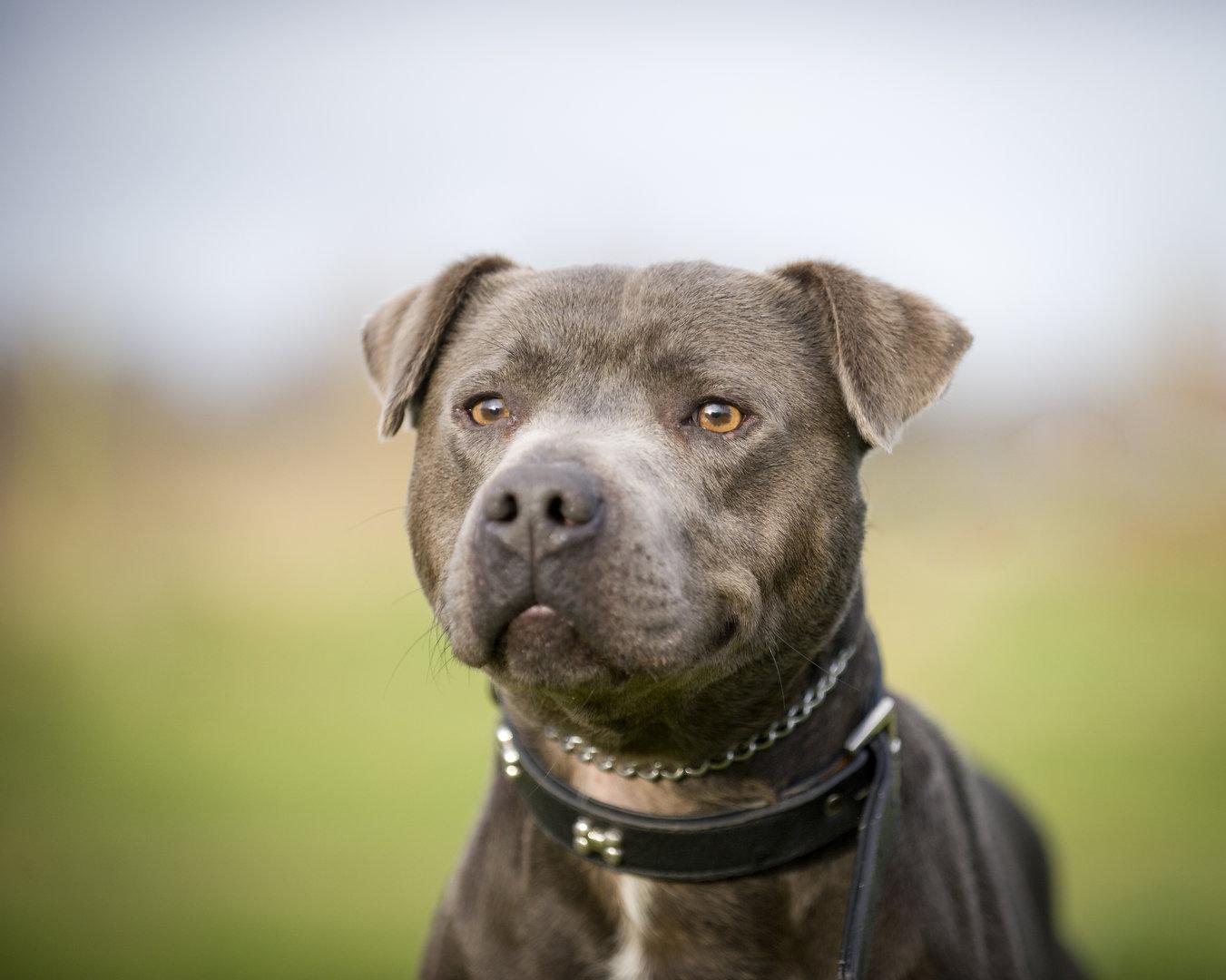 Mann beißt eigenen Hund und leistet Widerstand: Polizeieinsatz in Wien