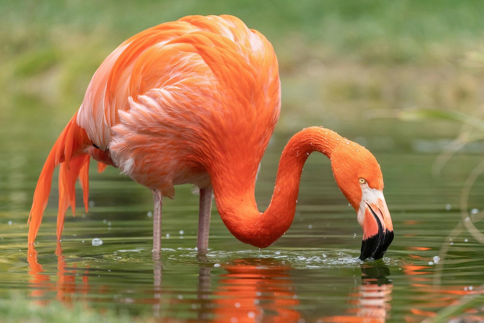 Fuchs drang in Zoogehege ein: 13 Flamingos in Schönbrunn getötet