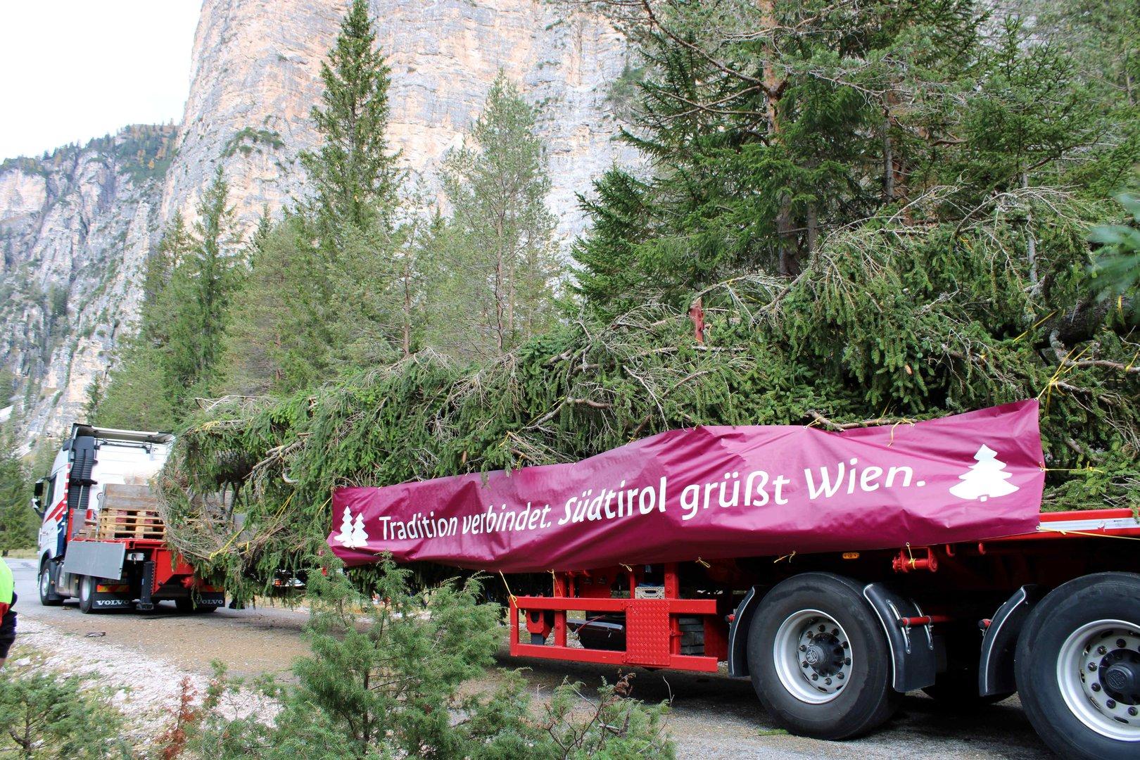 Der Christbaum für Wien kommt heuer aus Südtirol