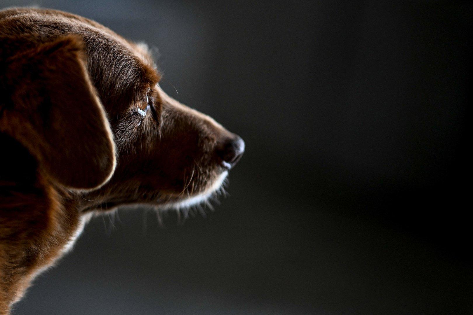 Der älteste Hund der Welt ist gestorben: Bobi wurde 31 Jahre alt