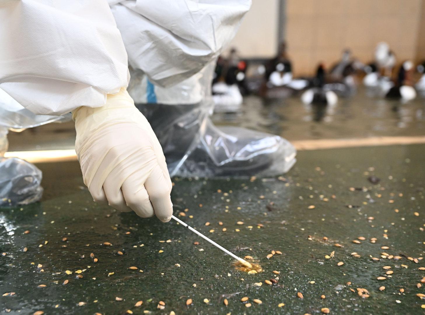 Vogelgrippe: Zwei weitere Fälle in den USA bestätigt
