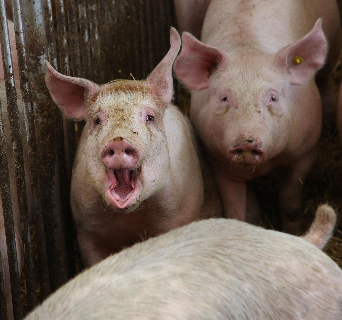 Von Schwein bis ORF: Diese unsauberen Gesetze gehören repariert