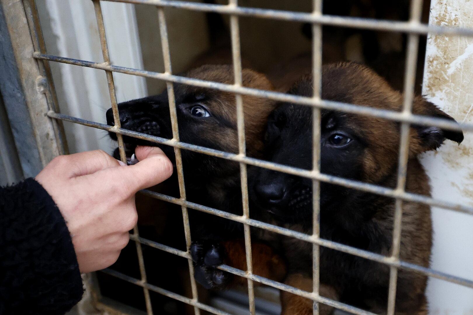 Mehr Haustiere in Wien ausgesetzt: Hohe Geldstrafen für Besitzer verhängt