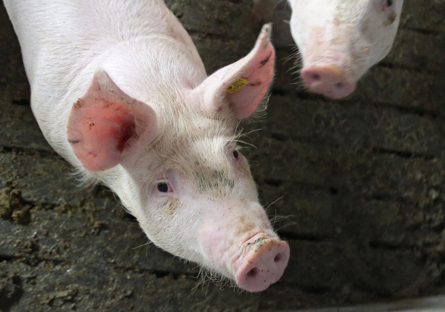 Schweinefleisch: Wie viel Tierwohl verträgt der Bauer?