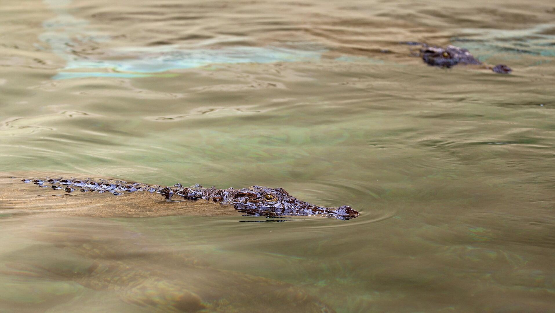 Krokodil attackierte Kind (9) beim Schwimmen
