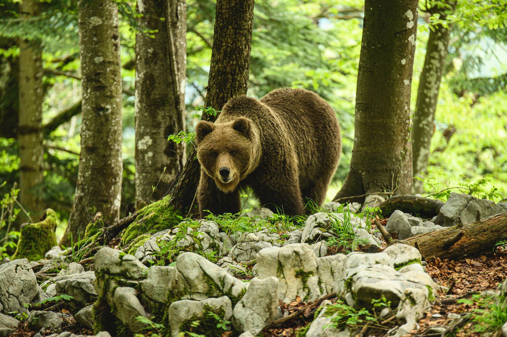 Wo man in Slowenien noch Bären beobachten kann