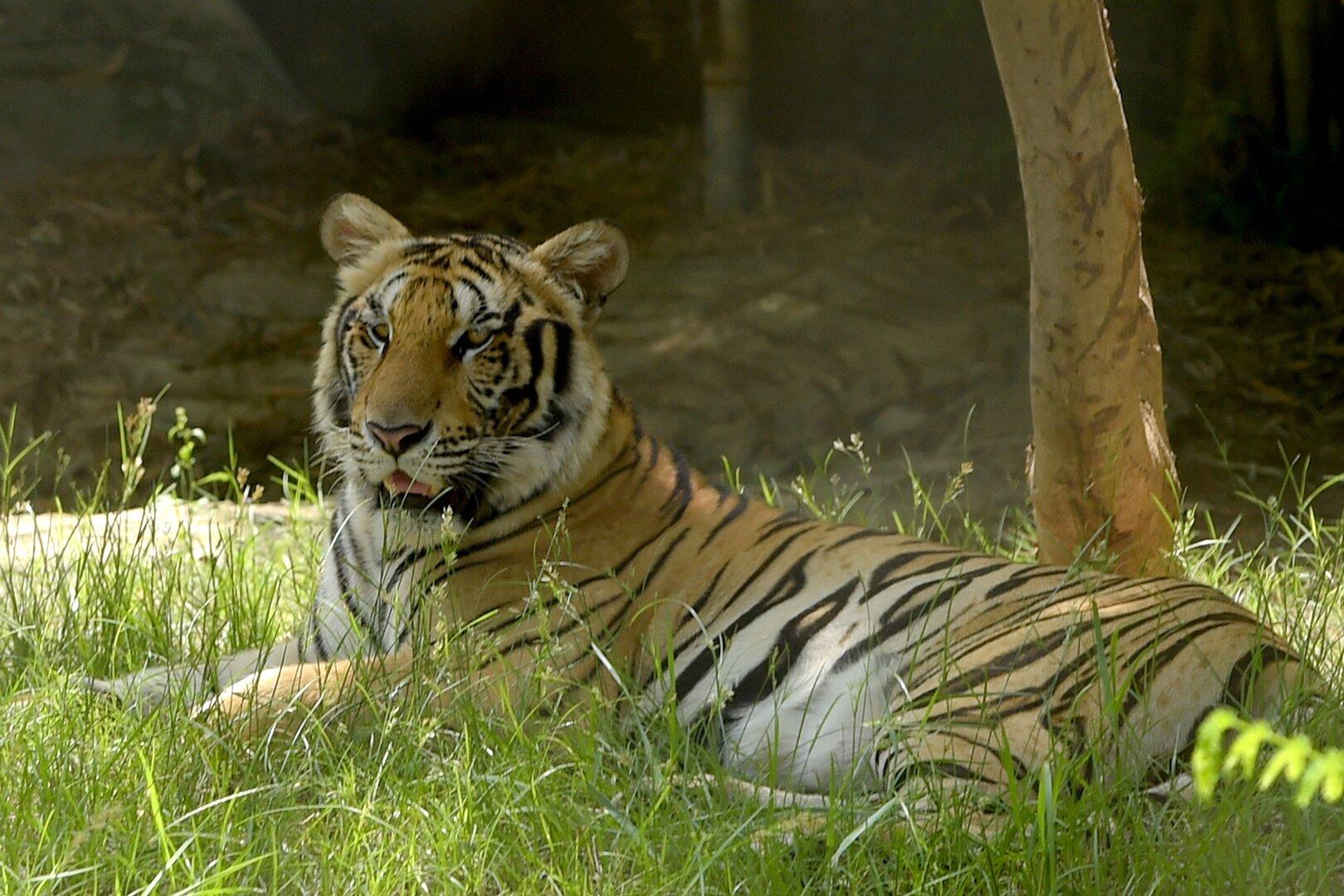 Thailand: Tiger versetzt Dorf in Panik
