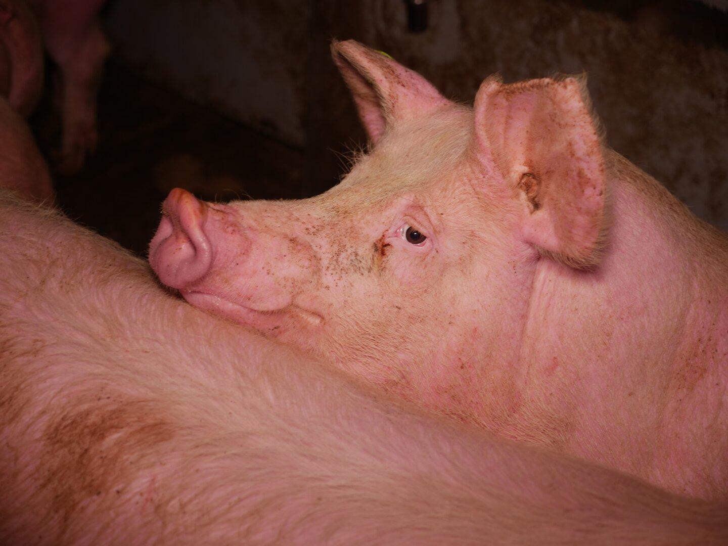 Verdacht der Tierquälerei in steirischem Schweinemastbetrieb