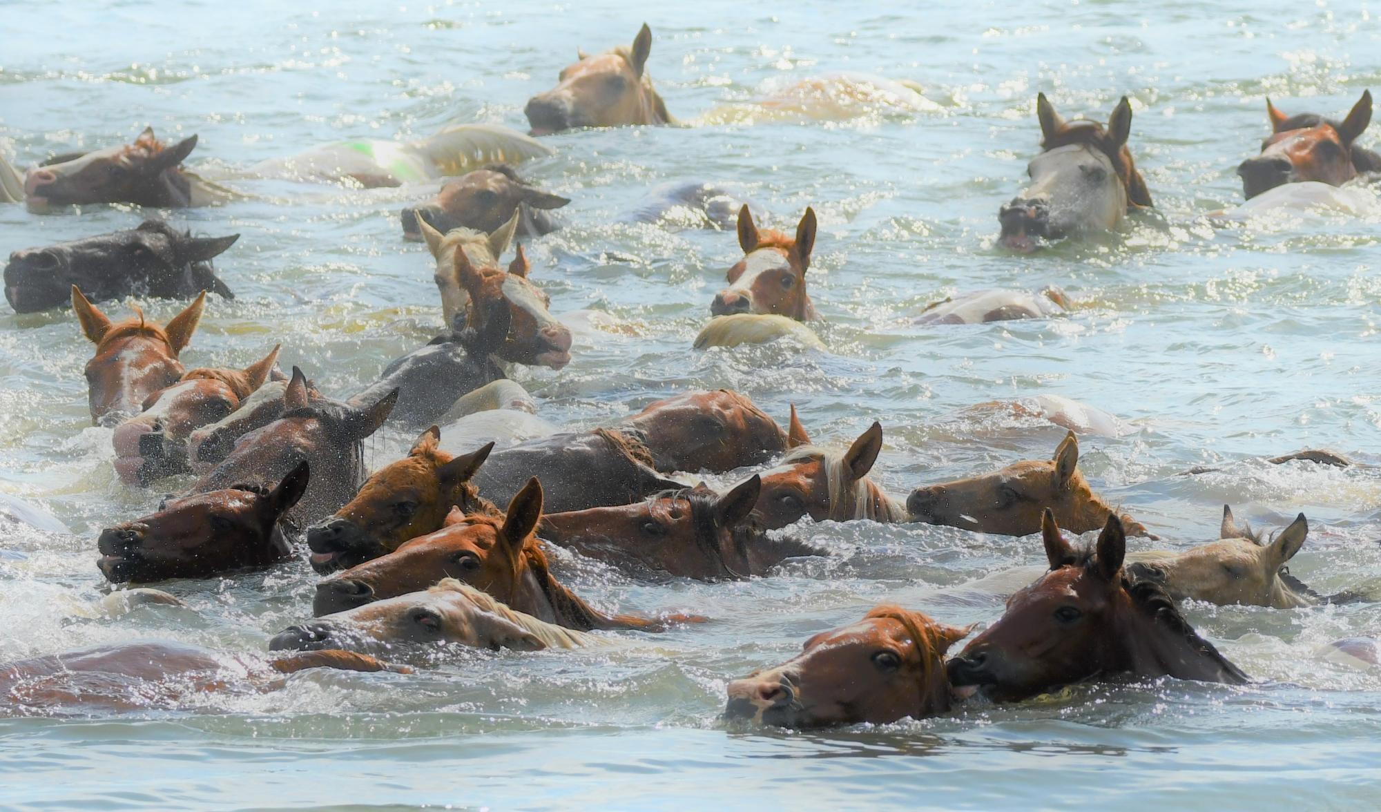 My Pony is over the Ocean: Die schwimmenden Wildpferde von Assateague