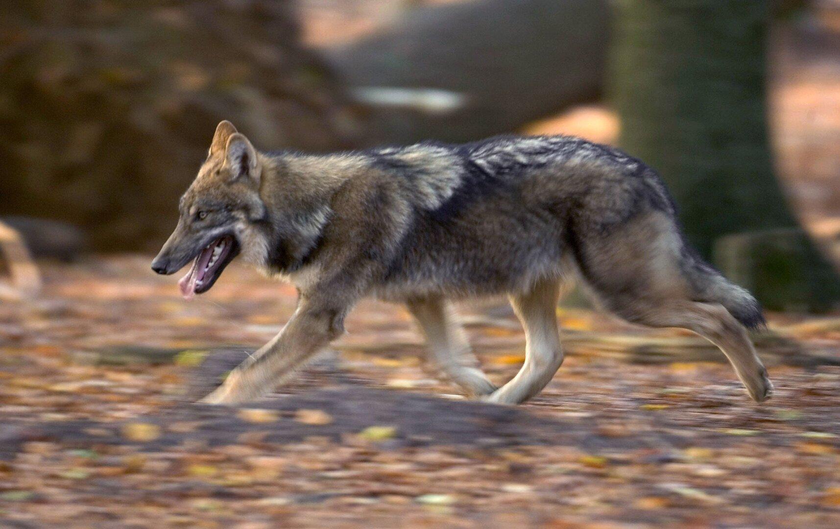 Wolf-Abschussverordnung: Tierschützer zeigen Tiroler Landesregierung an