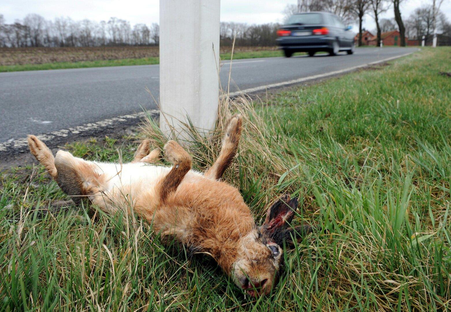 Mehr als 17.000 Hasen sterben jedes Jahr auf Österreichs Straßen