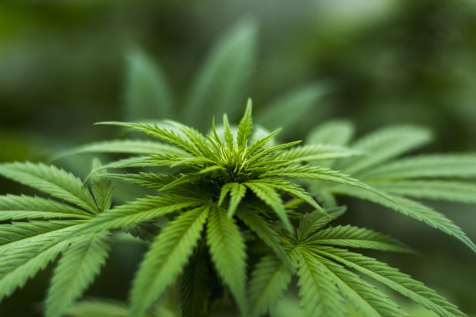 Gerichtspsychiaterin warnt vor Verharmlosung von Cannabis