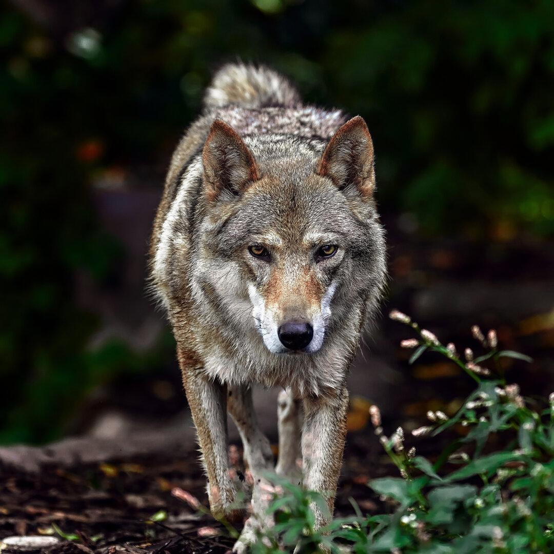 Tiroler Ötztal: Wolf zum Abschuss freigegeben