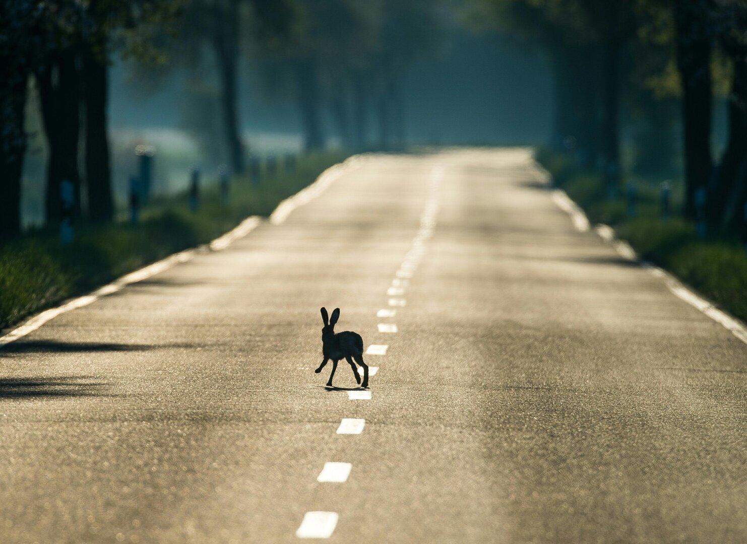 Ein Hase überquert eine leere Landstraße.