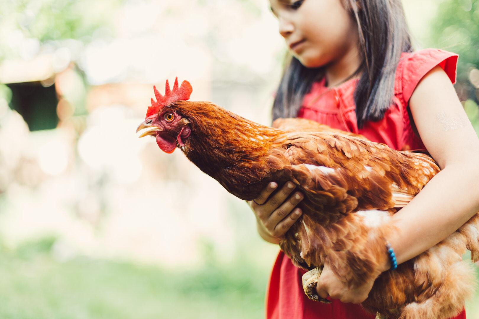 Studie: Hühner reagieren positiv auf Streicheleinheiten