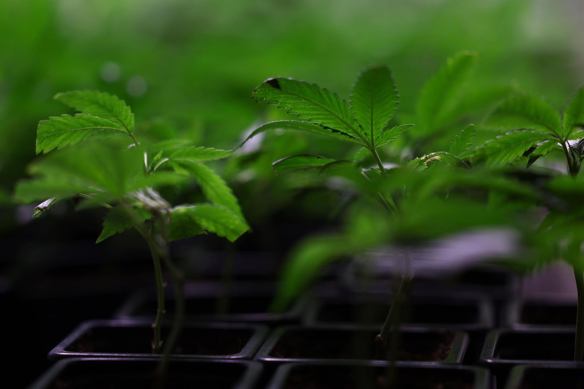 Plantage mit 211 Pflanzen: 36-Jährige erzeugte in Kärnten sechs Kilo Cannabis